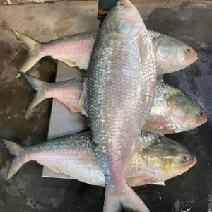 ৮ পিস ৬ কেজি ২২০০ টাকা+১ কেজি ডিম